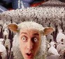 Sheeple: Why You Should Feel Sorry For Them