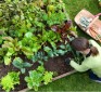 Learn how to plant a high-yield secret survival garden