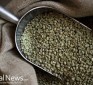 Are Green Coffee Beans the Perfect Weight Loss Superfood?