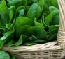 Spinach extract improves weight loss by almost 50%, can eliminate food cravings
