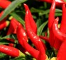 Cayenne pepper makes herbs more effective, aids weight loss, pain reduction, & ulcer relief