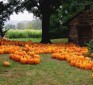 Health benefits of pumpkins: Cancer-fighting, wound healing and skin-protecting