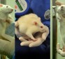 Over 40 Rodent Feeding Studies Show GM Food is Disastrous to Health …… Why aren’t these foods labeled?