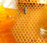 Scientists discover why honey is still the best antibiotic