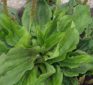 Plantain, a common driveway weed, is one of nature’s most powerful medicines