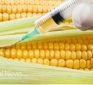 Have inflammatory diseases risen while GMO crops are the majority of food sources?