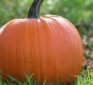 Enjoy the highly nutritious benefits of pumpkin year round