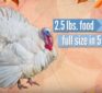 The Origin of Thanksgiving Foods & Today’s Lab Coat GMO Bigger Better Tastier Versions