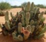 Hoodia Gordonii to Suppress Appetite – Hype or Help?