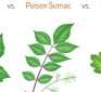 5 Minute Refresher Course: Poison Oak, Poison Ivy, and Poison Sumac Identifying & Treating