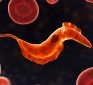 From the Intestines:  The Parasite Conundrum