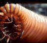 On Guard Goyim: Parasites Are Like Demons Eating Away At You From Inside