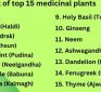 List of Top 15 Medicinal Plants and How They Benefit Health