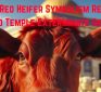 Red Heifer Symbolism Revealed: Rebuild Temple Then Exterminate All Gentiles