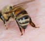 Bee-agra: Why Bee Stings Are Like Taking Viagra for a Week