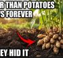 Better Than Potatoes. Plant Once, Harvest Forever, Even In Winter.. That’s Why They Buried It.